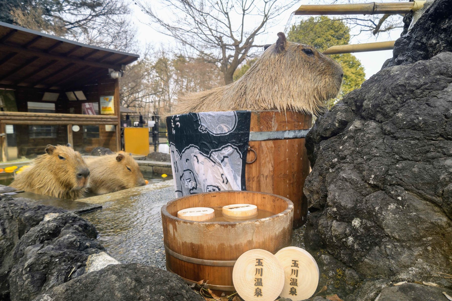 埼玉県こども動物自然公園と昭和レトロな温泉銭湯玉川温泉が「カピバラ