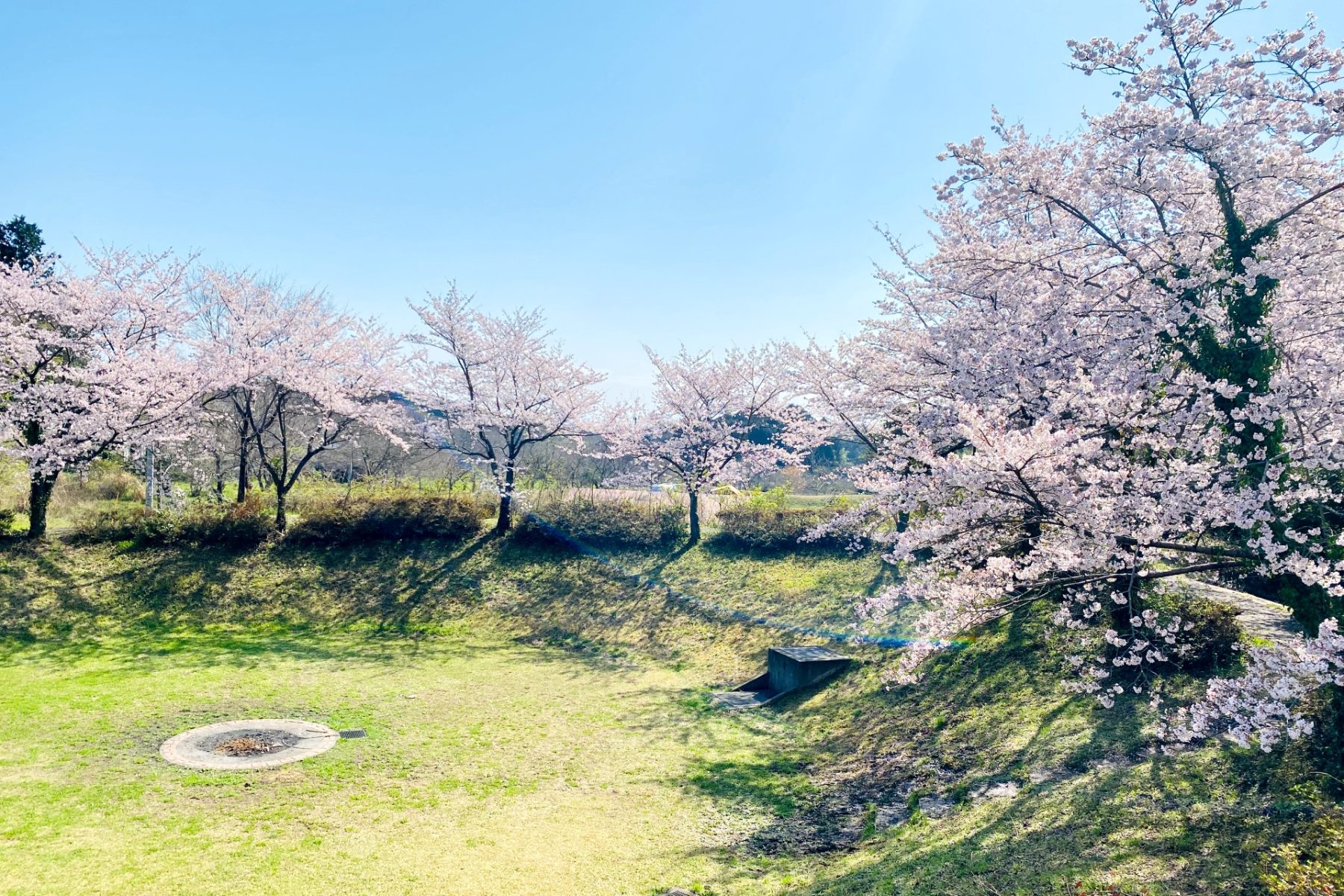 桜にくるりと囲まれた400平方メートルの空間を独り占め！ オーパークお